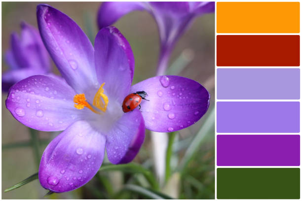 istock Color palette and ladybug on fresh purple crocus flower growing against blurred background, closeup. Collage 1478508139
