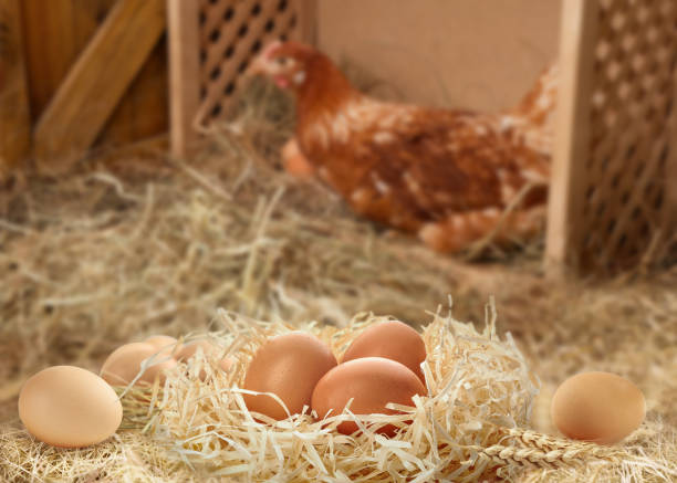 istock Nest with fresh raw eggs and chicken in henhouse 1478508252