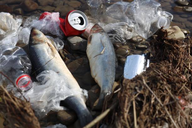 istock Dead fishes among trash near river. Environmental pollution concept 1478509045