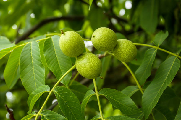 istock Green unripe walnuts on tree branch outdoors, closeup 1478509123