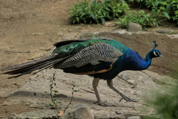 istock A magnificent peacock with a long tail and feathers walks through the park. 1478510167