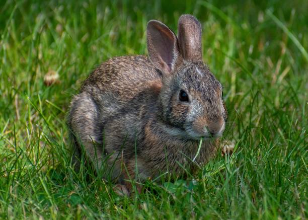istock Closeup of a cute rabbit on fresh grass in a field 1478510805
