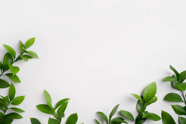 istock Natural green branches with leaves on empty light grey background with copy space. Trendy layout with fresh plant. Eco spring flat lay. Top view, copy space. Organic template. Minimal composition 1478511496