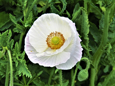 White carnation closeup