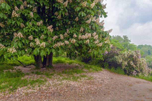 Beautiful blossoming chestnut tree in Kyiv botanical garden