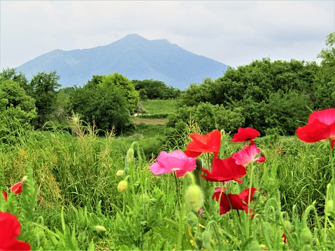 jepang-mei-ladang-opium-di-kaki-gunung-t