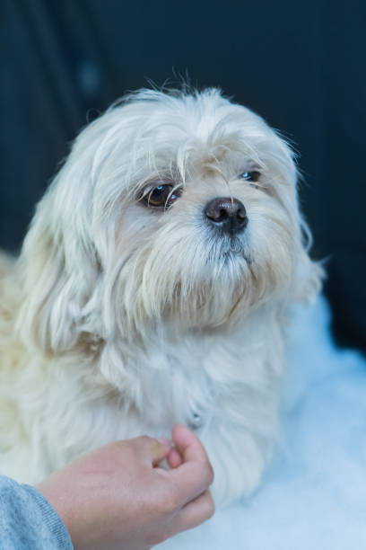istock Vertical shot of a lovely brown dog 1478517576