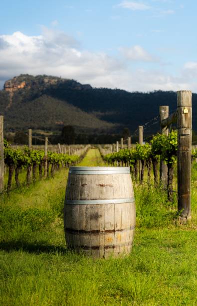 istock Wine barrel in the vineyard in Hunter Valley, NSW 1478517818