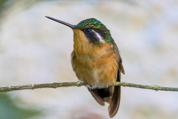istock Hummingbird perching on a branch of tree. 1478519431