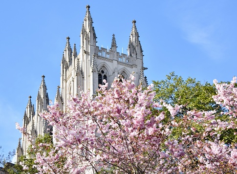 National Cathedral Cherry Blossoms