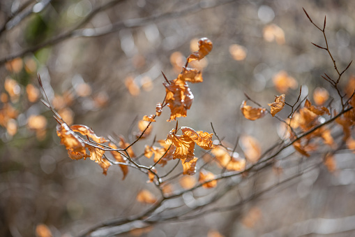 Autumn leaves on the branches of a tree in the forest