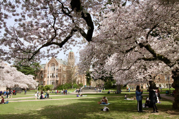 istock Cherry Blossom Time On The University Of Washington Campus 1478520911
