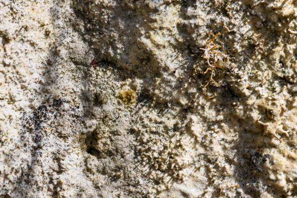 istock rock covered with limestone deposit 1478524461