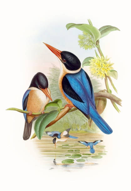 Colorful Asian Birds. Halcyon Atricapillus Beautibul Bird illustration. Vintage bird Print by John Gould. 1850 parus palustris stock illustrations