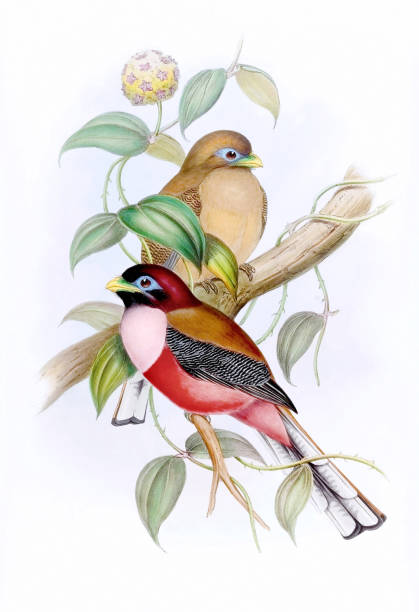 istock Colorful Asian Birds. Harpactes Ardens 1478524512