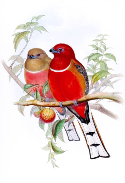 istock Colorful Asian Birds. Harpactes Hodgsoni 1478524544