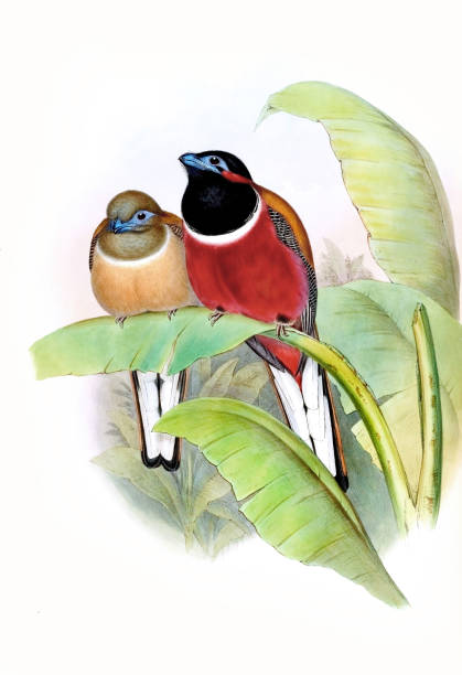 istock Colorful Asian Birds. Harpactes Kasumba 1478524547