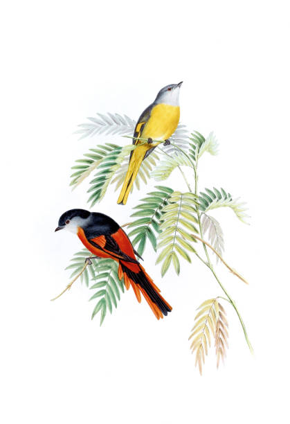 Colorful Asian Birds. Pericrocotus Griseigularis Beautibul Bird illustration. Vintage bird Print by John Gould. 1850 parus palustris stock illustrations