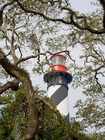 The spiral column of the Saint Augustine lighthouse with red light. Snarled oak tree branches in the foreground.