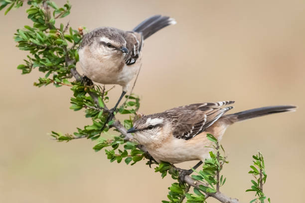 istock White banded mokingbird, in spinal forest environment , Pampas, Argentina. 1478524728