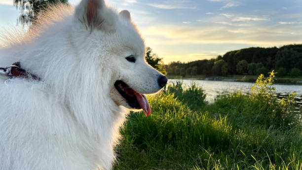 Samoyed dog head close-up on the right side of the screen against the backdrop of sunset glitters reflection on the water a river primer plano de la cabeza de perro samoyedo en el lado derecho de la pantalla contra el telón de fondo de la puesta de sol el sol brilla intensamente y brilla es un lugar para el texto que anuncia cualquier comida de viaje para perros y cualquier vacació