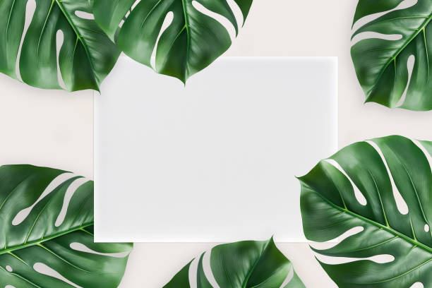 istock tropical leaves Monstera with mockup paper 1478527404