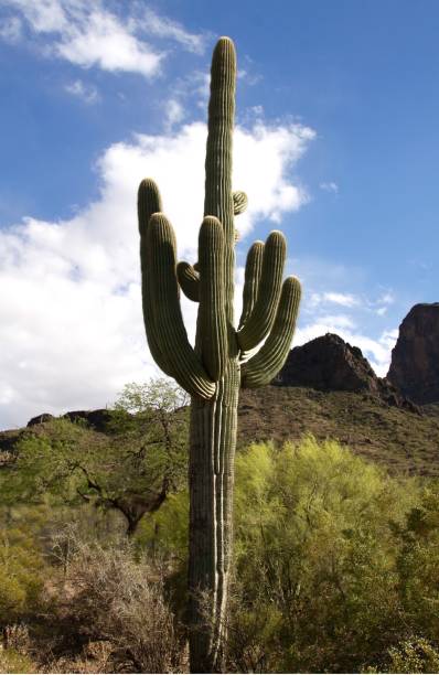 Saguaro Cactus stock photo
