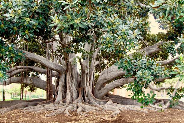 The Moreton Bay Fig Tree In San Diego stock photo