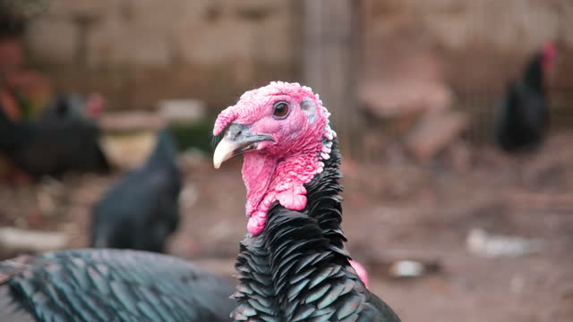 A close-up shot of a turkey looking at the camera in a poultry farm.