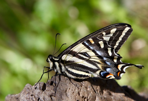 Close-up of a butterfly in nature
