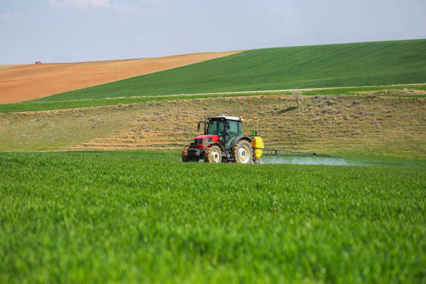 istock Spraying the green wheat field with a red tractor 1478534157