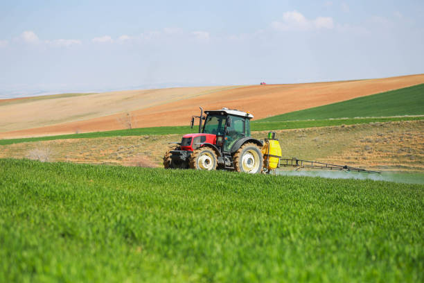 istock Spraying the green wheat field with a red tractor 1478534212