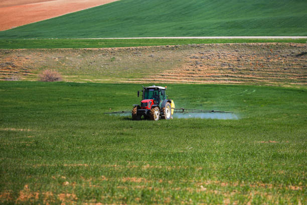 istock Spraying the green wheat field with a red tractor 1478534258