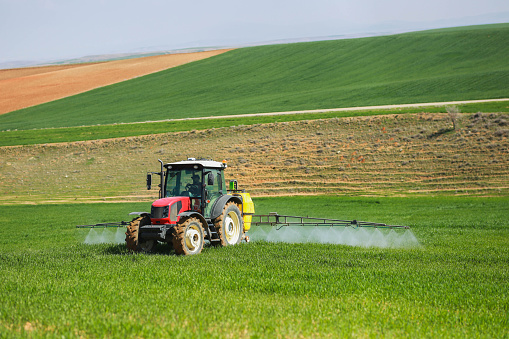 Spraying the green wheat field with a red tractor