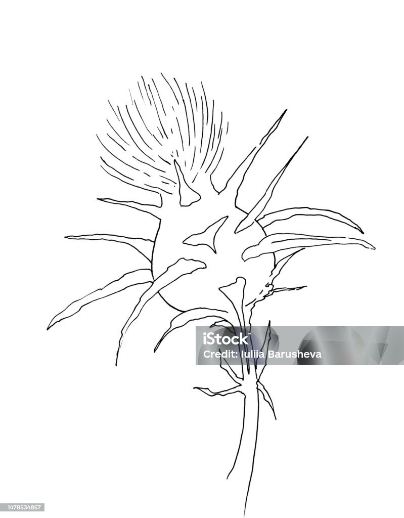 Flower Ink Hand Drawing On White Background Stock Illustration ...