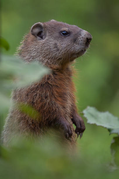wstań - groundhog animal animal behavior beauty in nature zdjęcia i obrazy z banku zdjęć