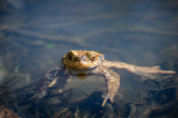 istock orange eyed frog in the pond 1478542882