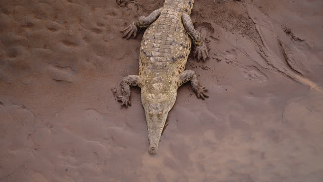 High angle view of American crocodile laying on wet sand on river bank. Watching animals in wildlife, Costa Rica