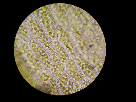 view of vegetal cells through a 1000x microscope lens