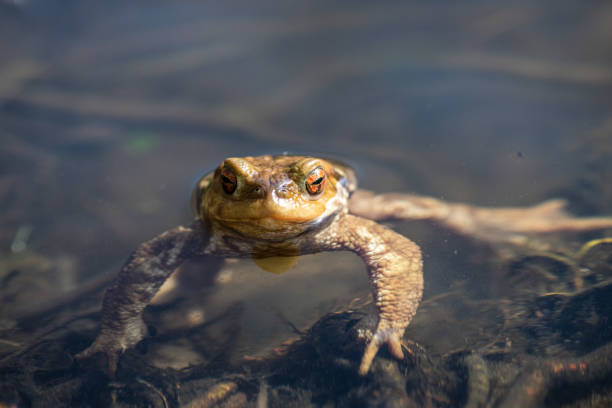 Frog in the water with bokeh on the background