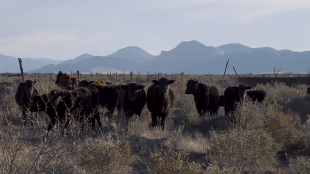 Cows Cattle Livestock Landscape Scenic Desert Mountain