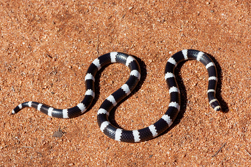 Sunning himself in the middle of the path, a rattling prairie rattlesnake coils up ready to strike on the Mount Vernon Creek Trail lined with tall grass in Red Rocks Park, Morrison, Colorado.