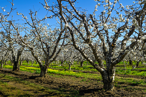 Panoramic view of blossoms in orchard, photographed from the highway in the beginning of the spring in Winters, California