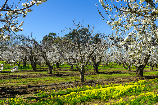 Wide view of springtime bing cherry (Prunus avium) orchard blooming with with new blossoms. And blooming mustard plants in foreground.\n\nTaken in the Gilroy, California, USA.