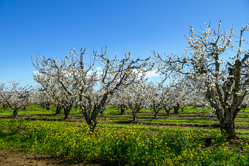 Four blooming apple trees diagonally in a row on a flower meadow with yellow dandelions in spring