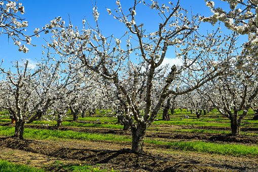 Wide view of springtime bing cherry (Prunus avium) orchard blooming with with new blossoms.\n\nTaken in the Gilroy, California, USA.