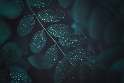 Dark green leaves with water droplets