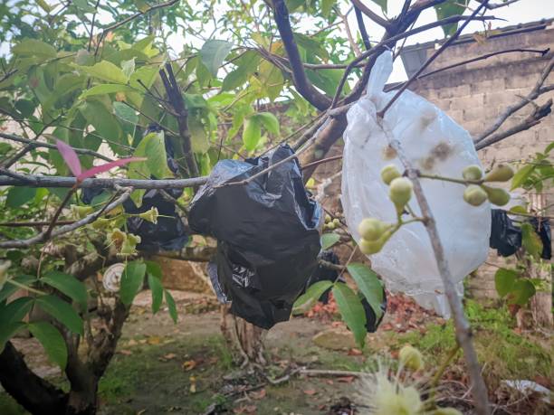 istock unripe guavas are wrapped in plastic, a method used to prevent the fruit from falling before it is ripe and from being eaten by bats 1478549775