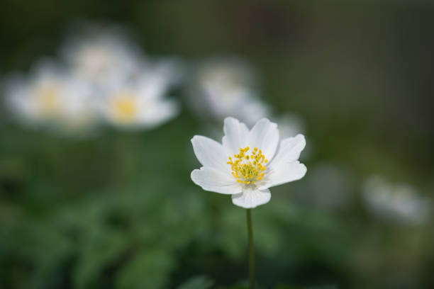 istock wood anemone spring white flower 1478551289
