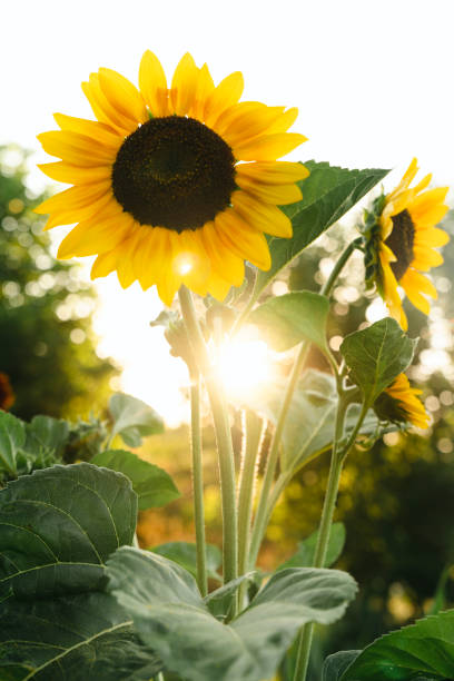 cosecha de girasol, primer plano del girasol en el campo - growth development sunflower progress fotografías e imágenes de stock